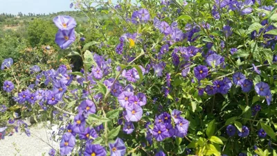 Finca Rayo del Sol — Foto 9