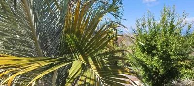 GRAN CANARIA LA FINCA DE CARMELITA Y BARTOLITO — foto 9