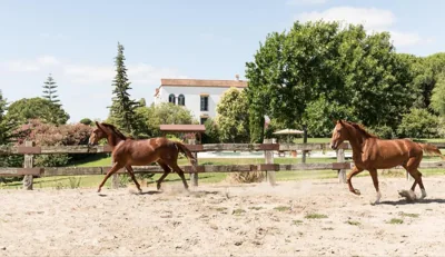 Hacienda las tres niñas — foto 12