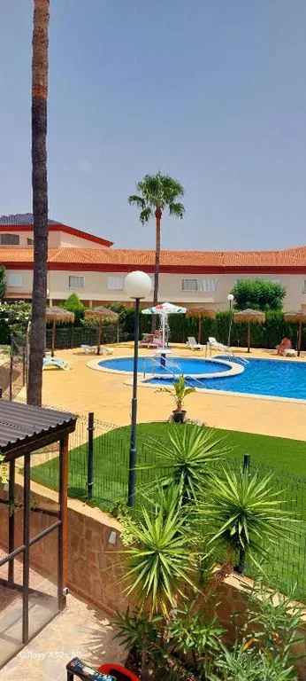 Home, tulipán Orihuela costa — Foto 4