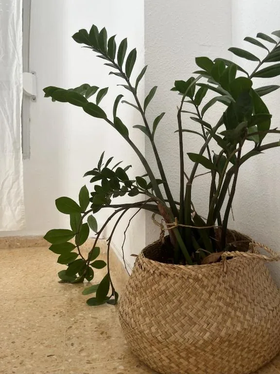 Studio familiare — Hostal Blayet - Hostal Automatizado