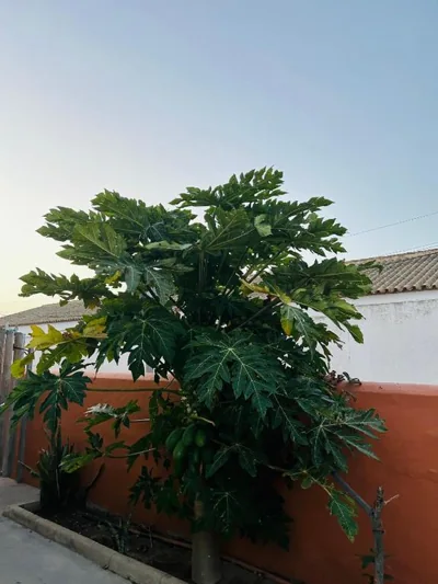 Hostal Cafeteria El Mero — 照片 5
