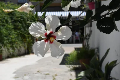 Hostal Costa de la Luz — 写真 8