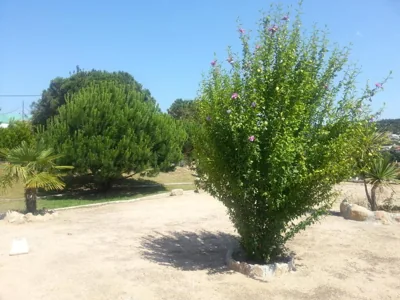 Hostal Los Pinares — 写真 12