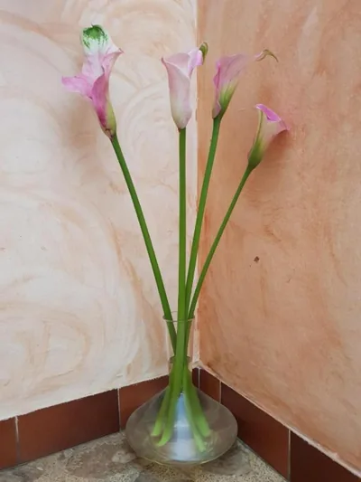 Hostal Pampaneira — photo 12