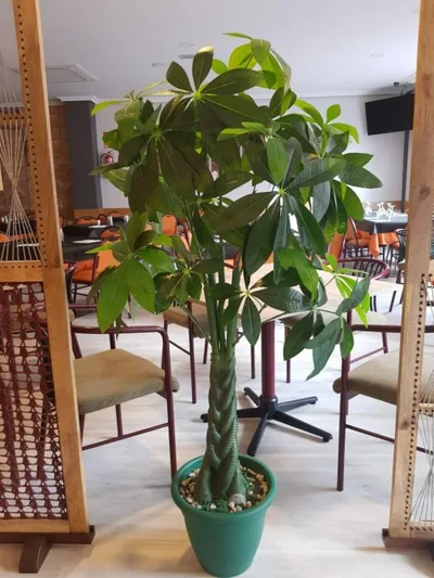 Hostal Restaurante El Abuelo — foto 11