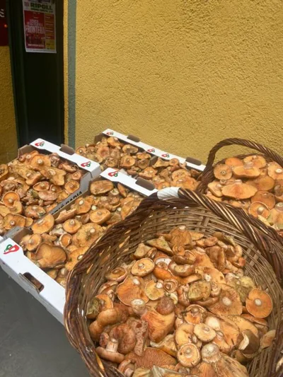 Hostal Ripollès — foto 8