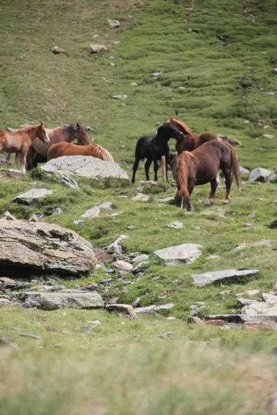Hostal Vall D'Aneu — foto 5