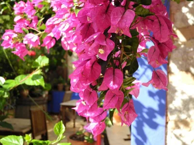 Hotel Casa Bougainvillea — Foto 12