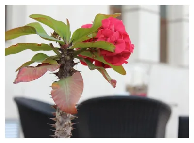 Hotel El Trebol — 写真 10
