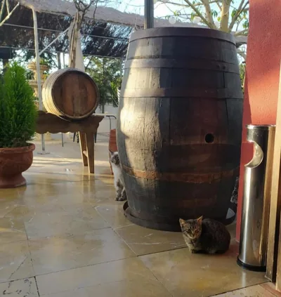 Hotel Sierra de Araceli — foto 11