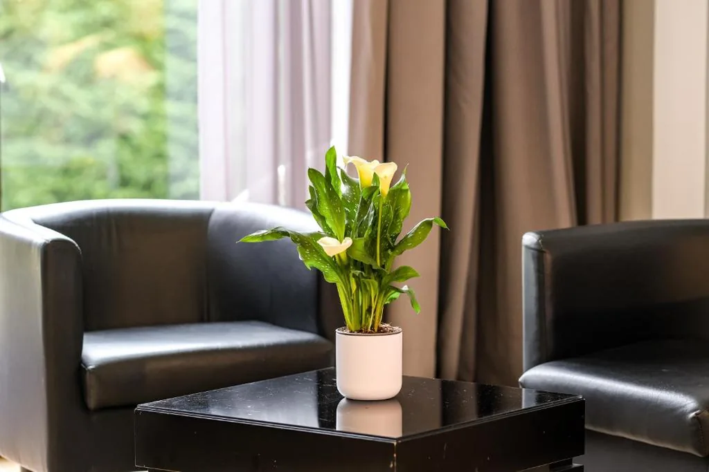 Habitación Doble con acceso al jardín — Indiana Boutique Hotel
