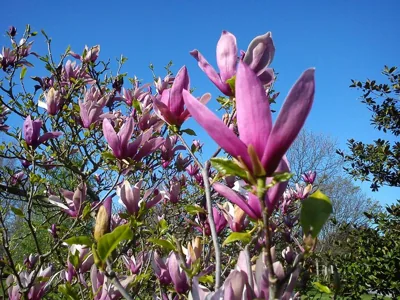 Jardin de Carrejo — 写真 12