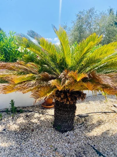 Jávea Villa entière piscine et cuisine d'été à pinosol — foto 10