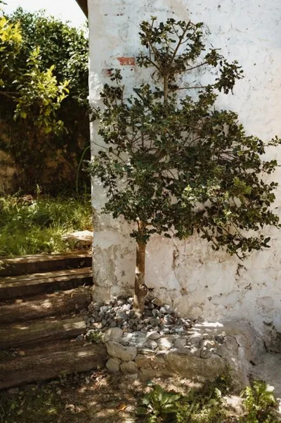 La casa de los árboles — foto 10