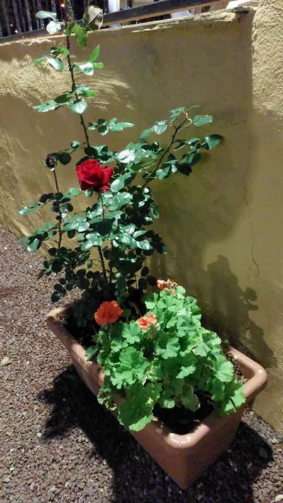 La casa de los naranjos — foto 12