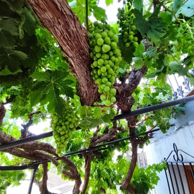 La Casita de la Parra — foto 10