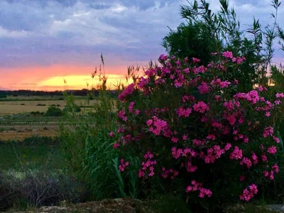 La mimosa — foto 12