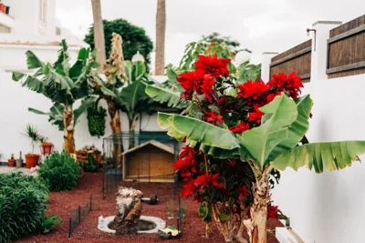 La Palmera - Fabulosa Casa, LANZAROTE, Playa Honda — Foto 4