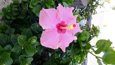 La Quinta Villas — foto 12
