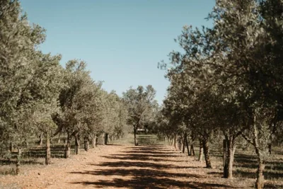 Landhotel Can Davero — Foto 10