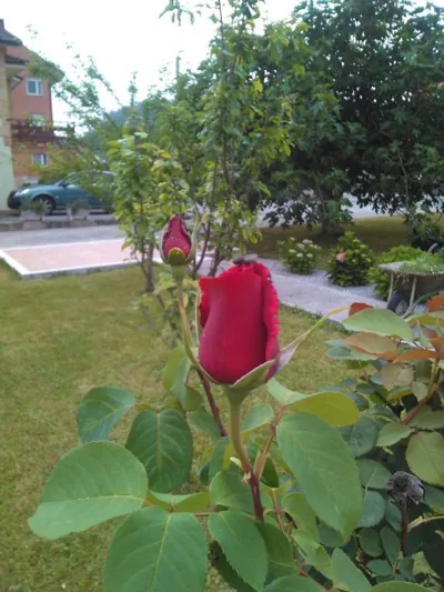 Las Higueras -casa con jardín- — foto 9