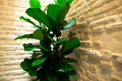 Legado Magdalena Hotel — 写真 8