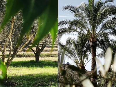 Mallorca Finca Gallo Negro Santanyi Campos — Foto 11