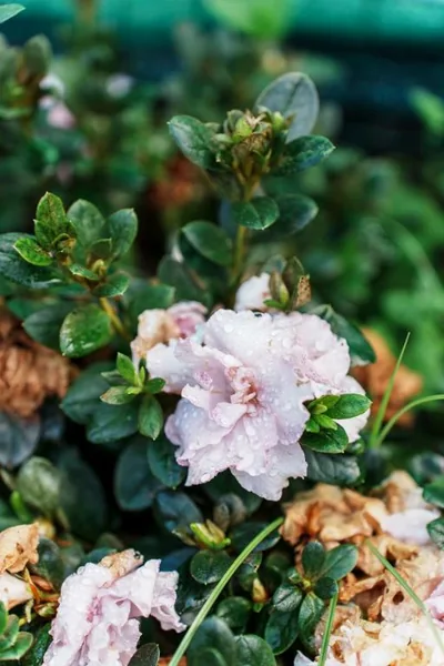 O Fogar do Carpinteiro — 写真 12
