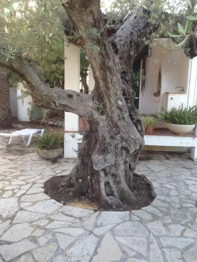Oasis — foto 12