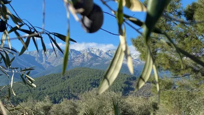 Olivar de Gredos — photo 10
