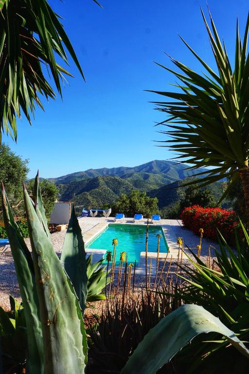 Olive Branch El Chorro