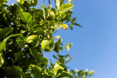 Olive & Ivy Guest House — Foto 3