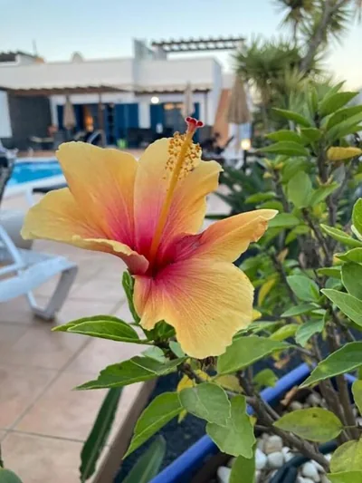 "Our Soleada" Villa cosy and flowery, heated pool — photo 8