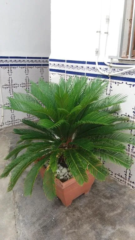 Habitación Individual — Pensíon Lucia