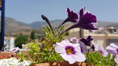 Posada Alpujarra Sol — foto 11