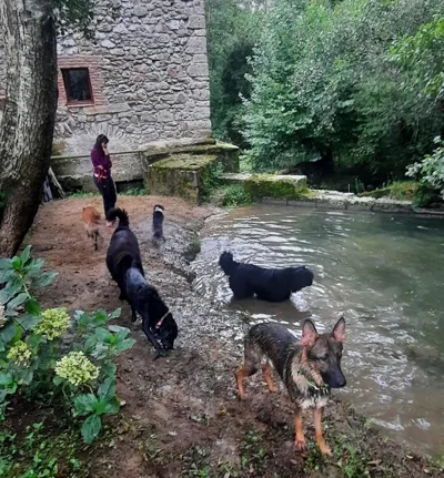 Posada PetFriendly El Molino de Cantabria - Hotel Rural B&B - — foto 6