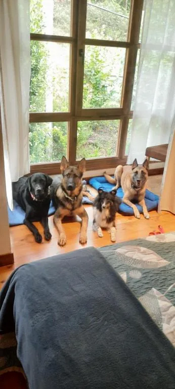 Posada PetFriendly El Molino de Cantabria - Hotel Rural B&B - — foto 8