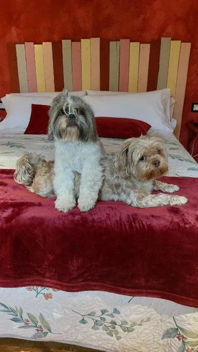 Posada PetFriendly El Molino de Cantabria - Hotel Rural B&B - — foto 9