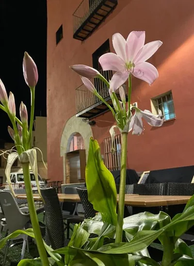 Restaurant & Rooms Cabrit — Foto 10