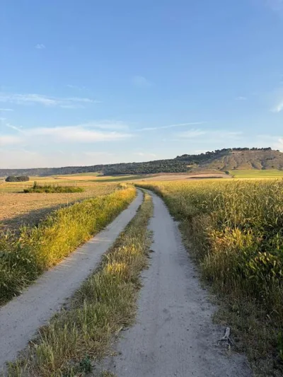 Un mar de pinares — foto 9