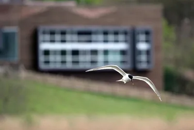 Urdaibai Bird Center — foto 11