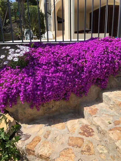 Villa Bouganvilla Parking privado 32 en la playa — 写真 10
