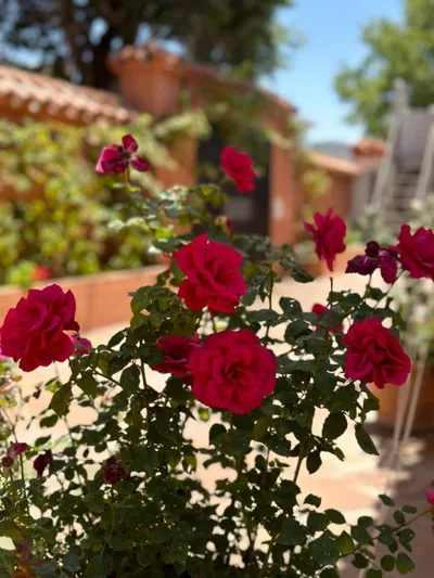 Villa El Rosal Marbella — foto 10