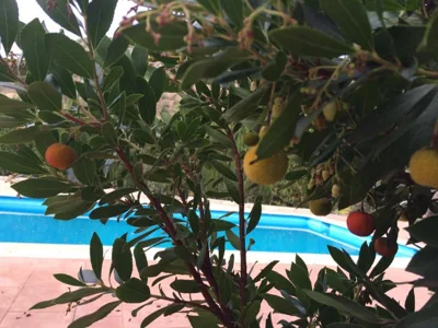 Villa La Quinta — 写真 11