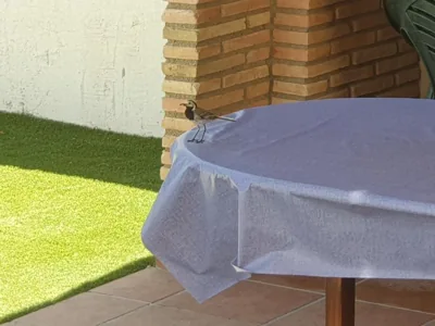 Villa Preciosa — foto 2