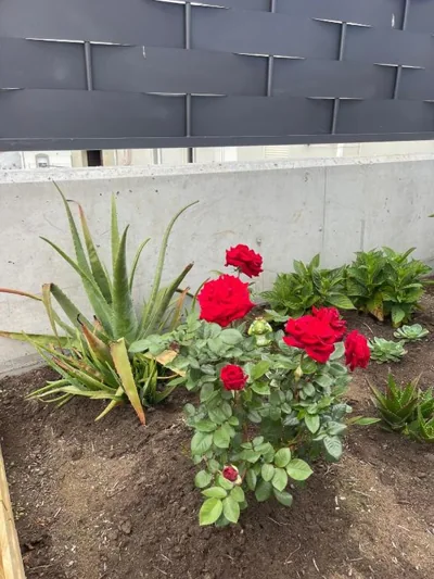 Villa San Miguel — foto 10
