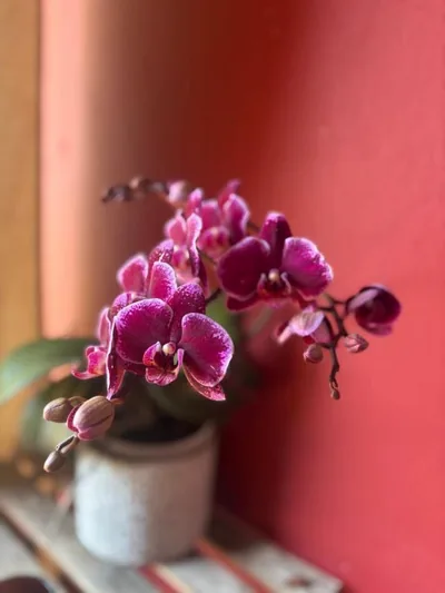 Villa Torres — foto 11